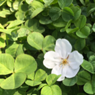 fuumi