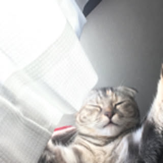 miomio