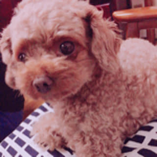 Mika