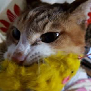 Kumi.cr