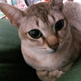 hitomi-west