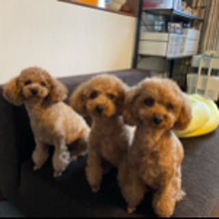 3Wanko.mama