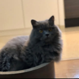 yuiko