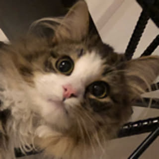 miita