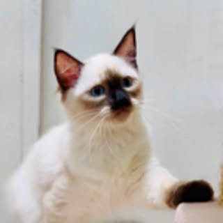 tomo