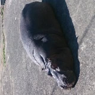 rino