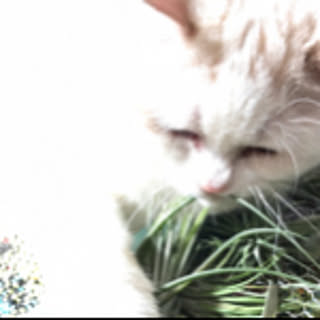 kikimilk