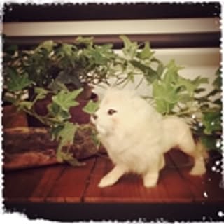 cocoyve