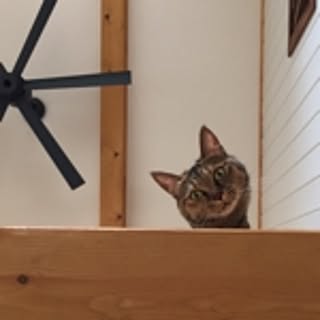 yukko
