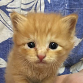 michineko