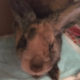hana
