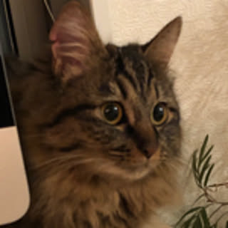 chobi