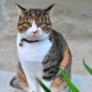 lilyxxe