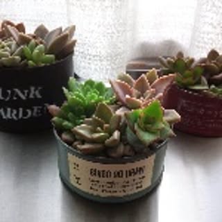 coco