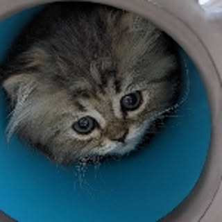 pongure