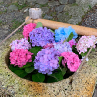 hydrangea