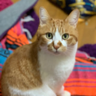 Haruki