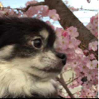 saachan