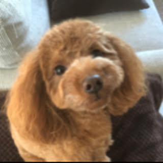 yokko