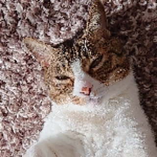 mayumi
