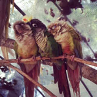 Happybird