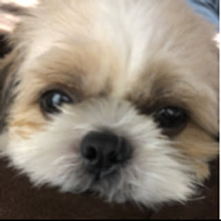 tomo