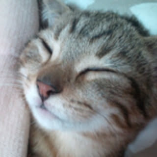 koza