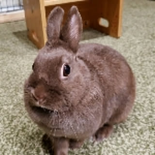 Rioriko
