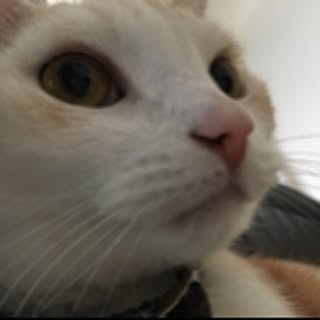 kiki