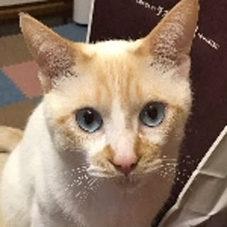 miso