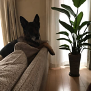 kepiko