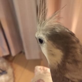 etu_pirka