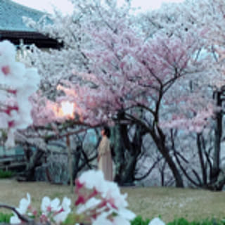 sakura