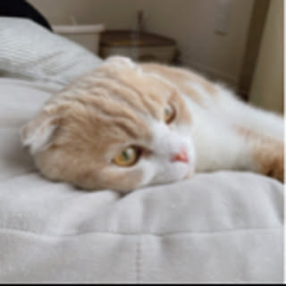 Fuuca