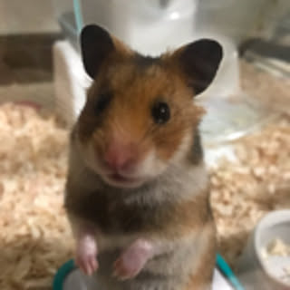 Nanaa
