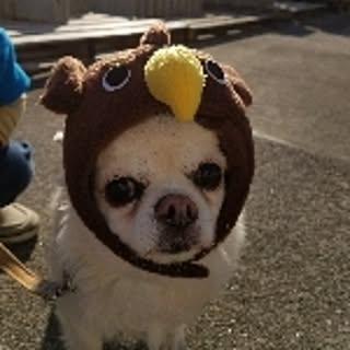 kotachanchako