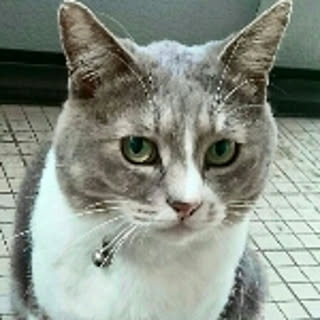yamanekorara