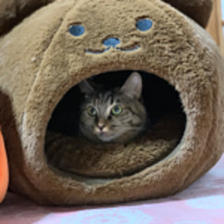 Jinta