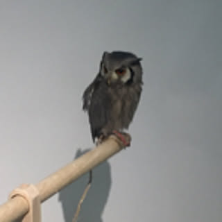 kocoa
