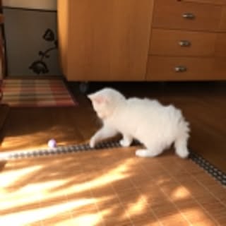 nyanko-beam