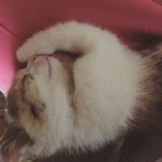 nico