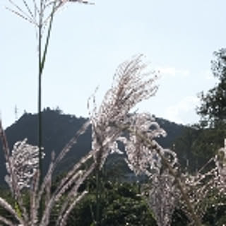 Fuji