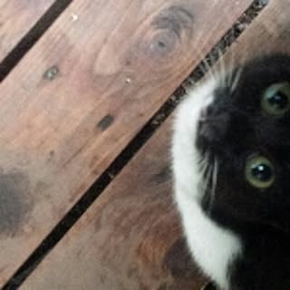 cocoa