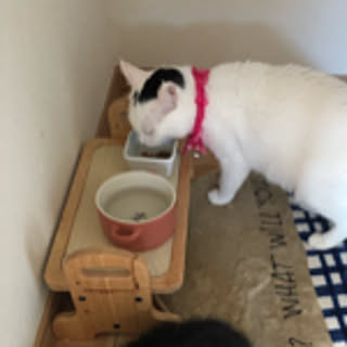 pingachaaa