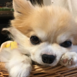 fu-taro