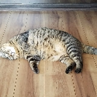 nyanko