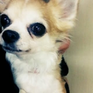 misa