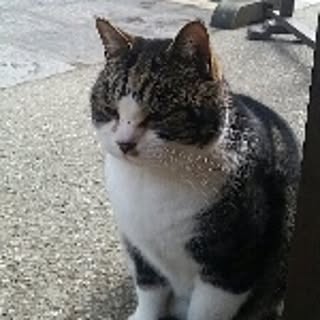 tamio