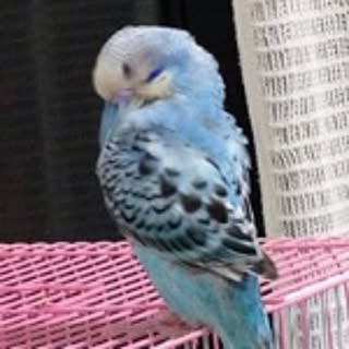 mitanihc