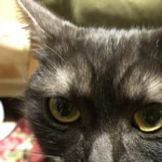 yuki